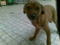 Cachorro